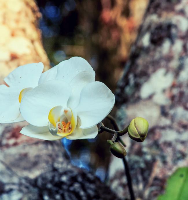 Orchidée-fleur