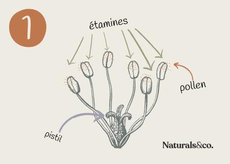 Pollinisation Etape 1 - Naturals&co
