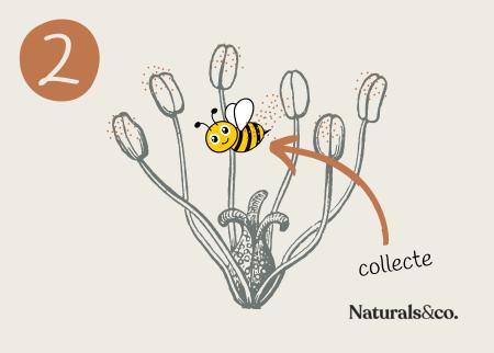 Pollinisation Etape 2 - Naturals&co